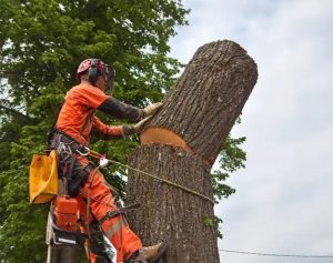 tree removal