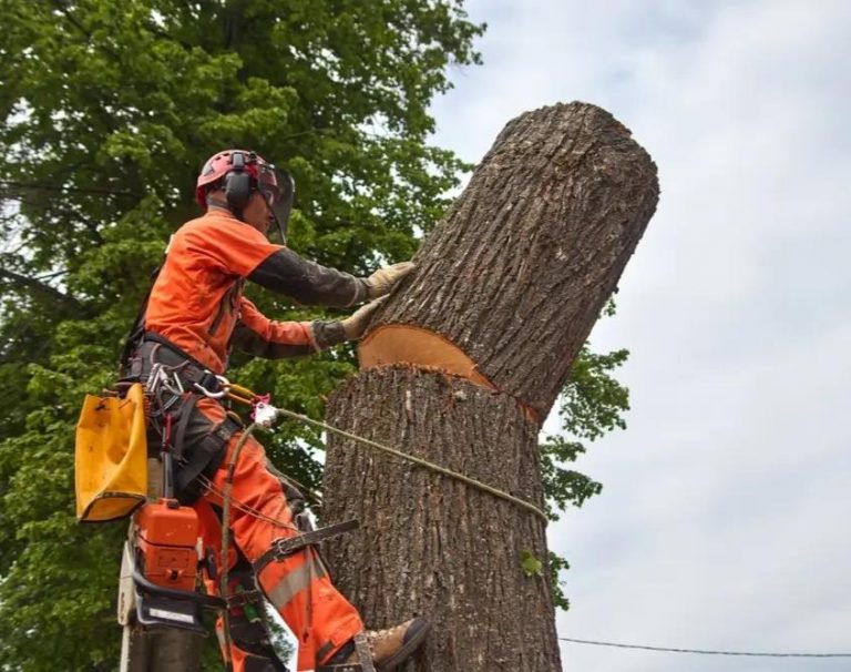 tree removal