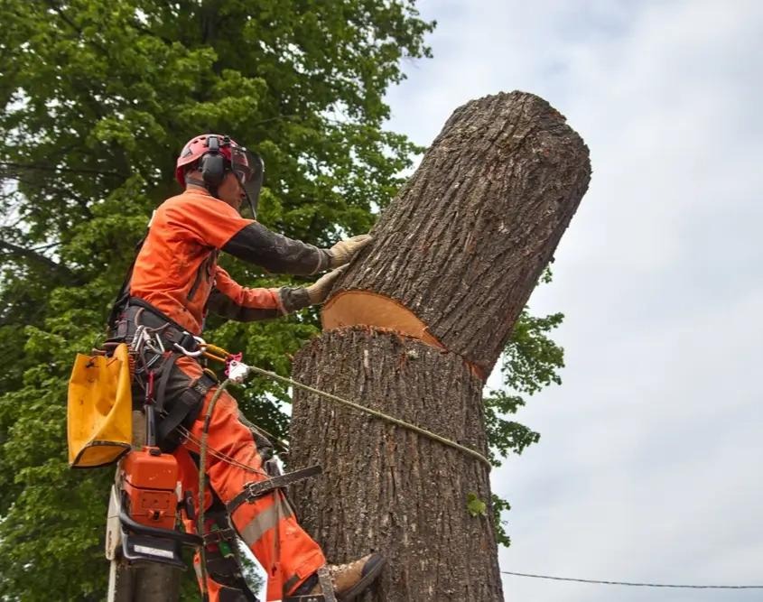 tree removal